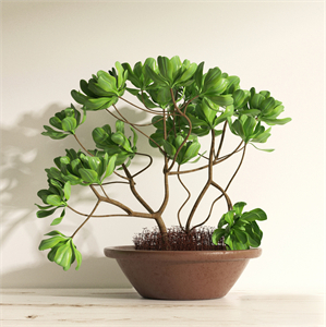 Adenium